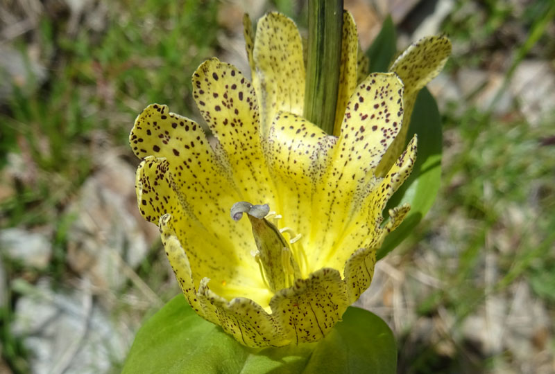 Gentiana punctata